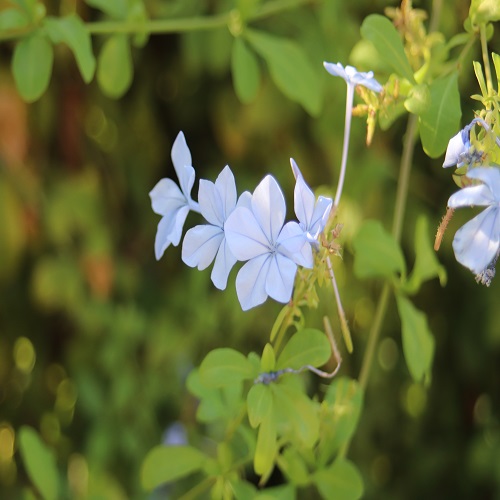 ルリマツリの花