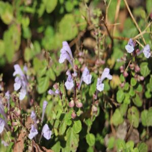 コバノタツナミソウの花