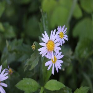 カントウヨメナの花