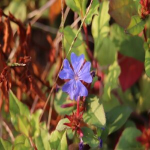 ルリマツリモドキの花