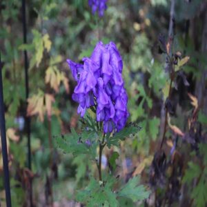 ハナトリカブトの花