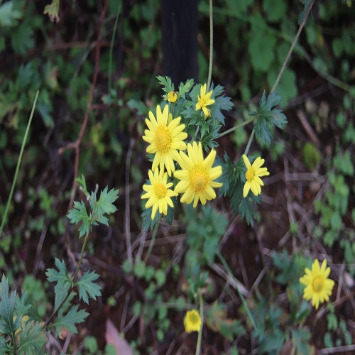 シマカンギクの花