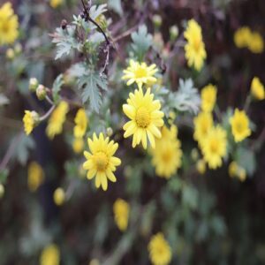シマカンギクの花