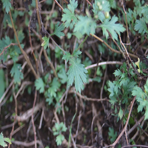 シマカンギクの葉