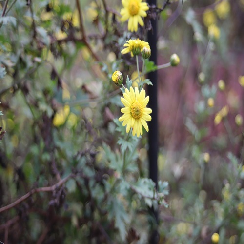 シマカンギクの花