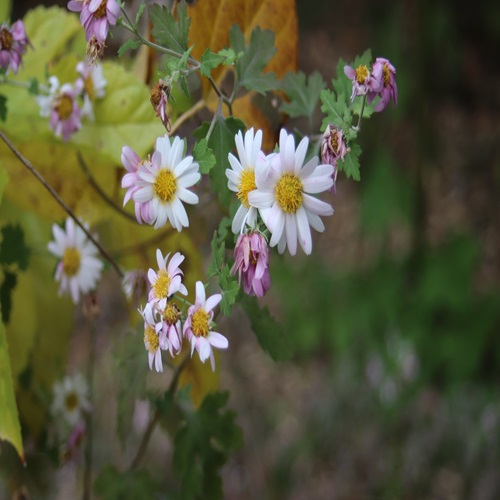 シロバナアブラギクの花