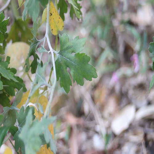 シロバナアブラギクの葉