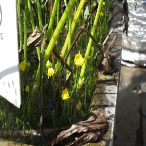 オオバナイトタヌキモの花