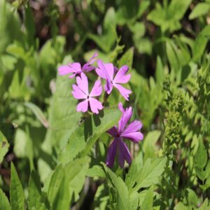 サクラソウの花