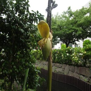 バショウの花