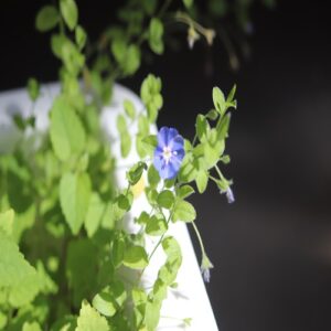 アサガオガラクサの花