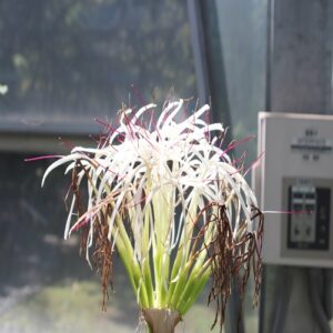 タイワンハマオモトの花
