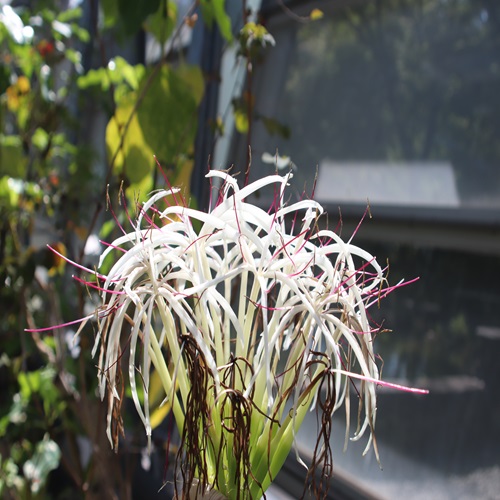 タイワンハマオモトの花