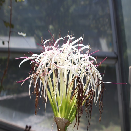 タイワンハマオモトの花