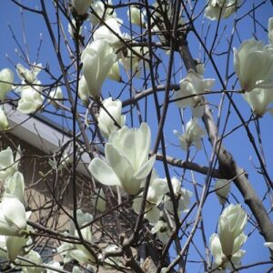 ハクモクレンの花