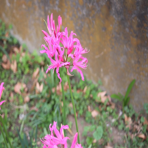 ネリネ・ボーデニーの花