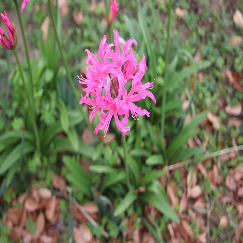 ネリネ・ボーデニーの花