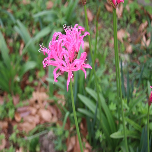 ネリネ・ボーデニーの花