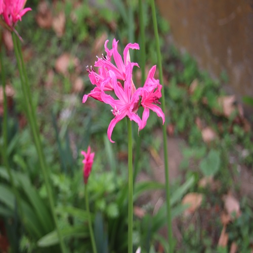 ネリネ・ボーデニーの花