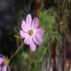 コスモスの花