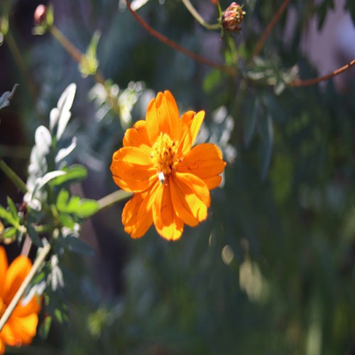 キバナコスモスの花