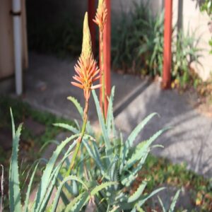 キダチアロエの花