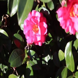 カンツバキの花