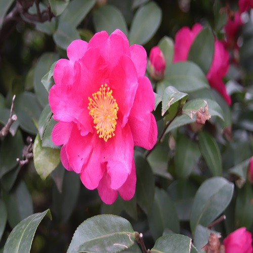 サザンカの花