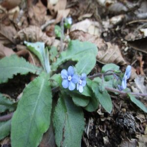 ヤマルリソウの花