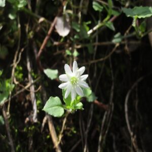 ミヤマハコベの花