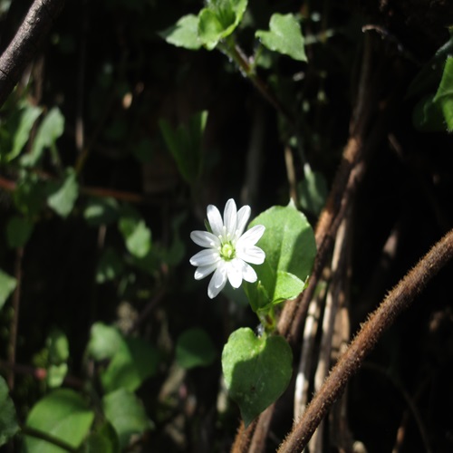 ミヤマハコベの花