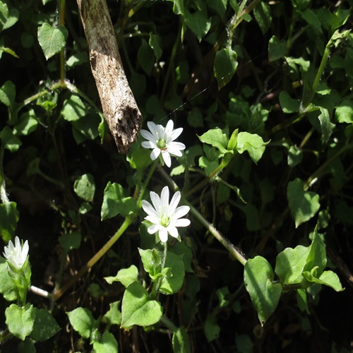 ミヤマハコベの花