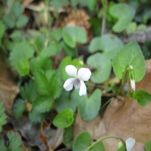 ツボスミレの花