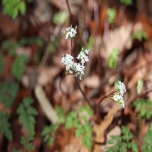セントウソウの花