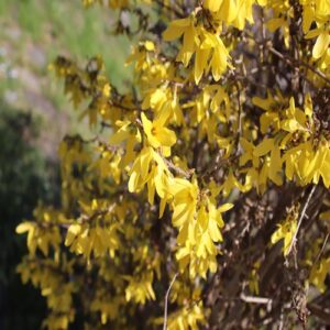 レンギョウの花