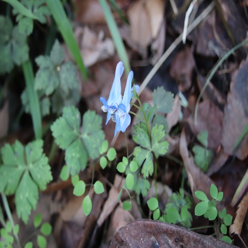 ヤマエンゴサクの淡い青色の花