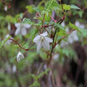 モミジイチゴの花