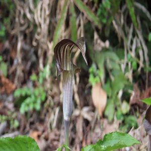 ミミガタテンナンショウの花