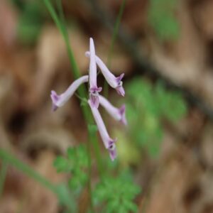 ジロボウエンゴサクの花