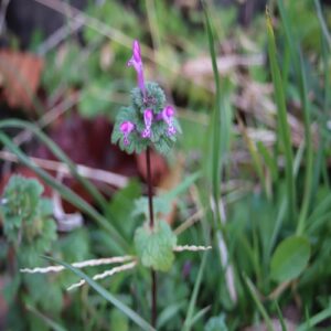 ホトケノザの花