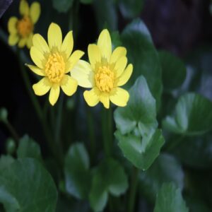 ヒメリュウキンカの花