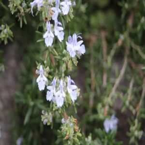 ローズマリーの花