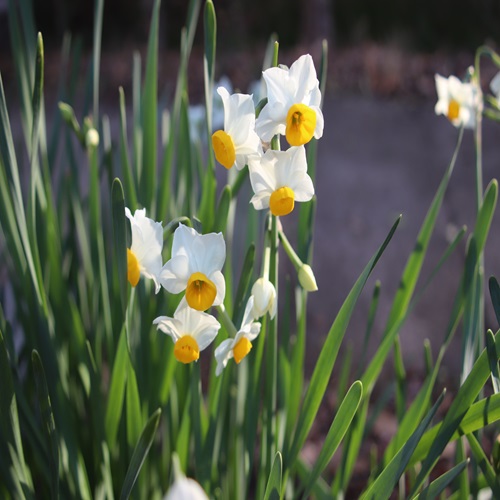 スイセンの花