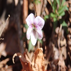 エイザンスミレの花