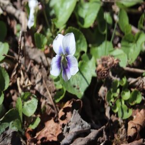 プリケアナの花