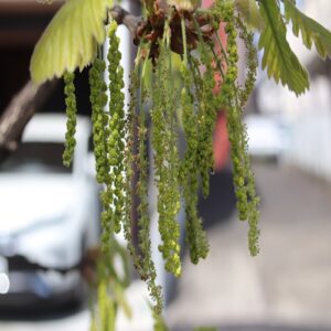 カシワの花