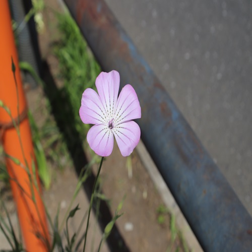ムギセンノウの淡いピンク色の花