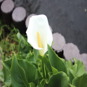 オランダカイウの花