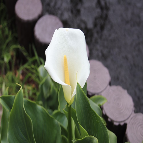 オランダカイウの花