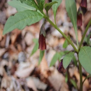 ハシリドコロの花